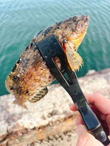 アイナメの釣果