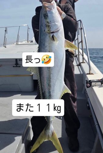 ヒラマサの釣果