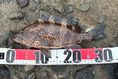 オオモンハタの釣果