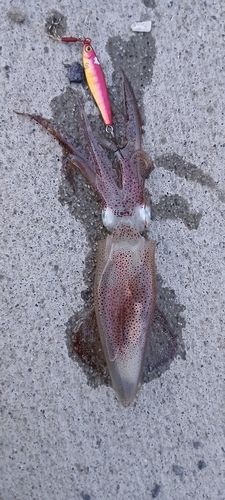 イカの釣果
