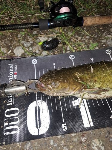 ナマズの釣果