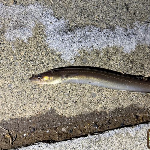 マアナゴの釣果