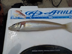 キスの釣果