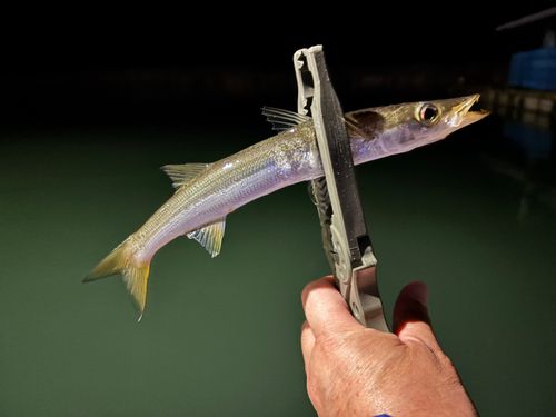 カマスの釣果