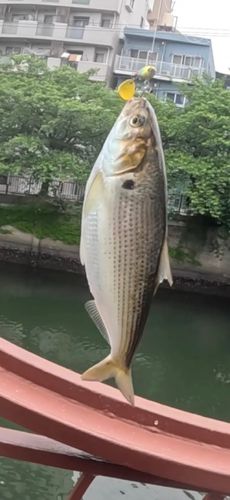 コノシロの釣果