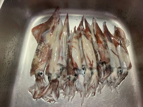 ヤリイカの釣果