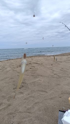 キスの釣果