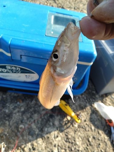 キスの釣果