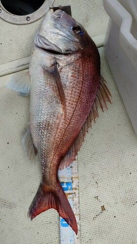 タイの釣果