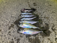 アジの釣果