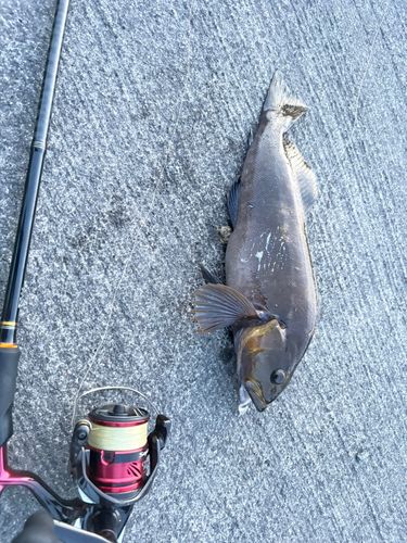 アイナメの釣果
