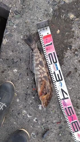 アブラコの釣果
