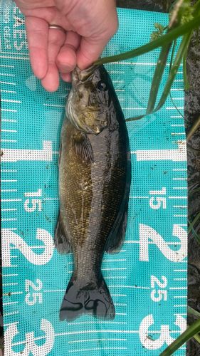 スモールマウスバスの釣果