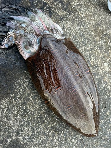 モンゴウイカの釣果
