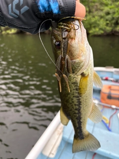 ラージマウスバスの釣果