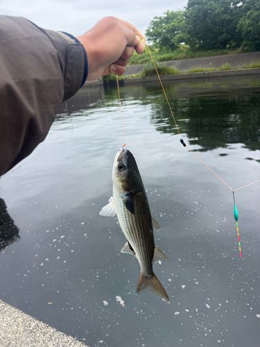 ボラの釣果
