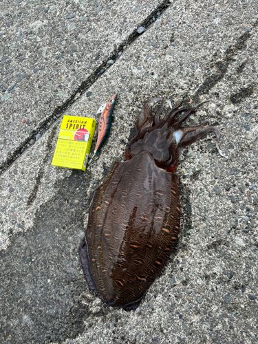 モンゴウイカの釣果