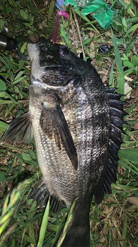 クロダイの釣果