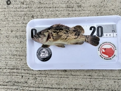 ベッコウゾイの釣果