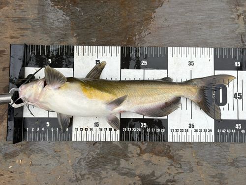 アメリカナマズの釣果