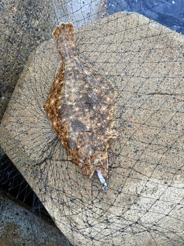 ヒラメの釣果