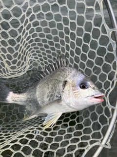 キビレの釣果
