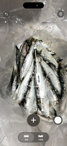 マイワシの釣果