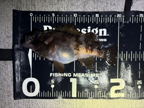 メバルの釣果