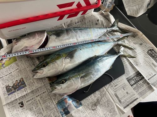 ワラサの釣果