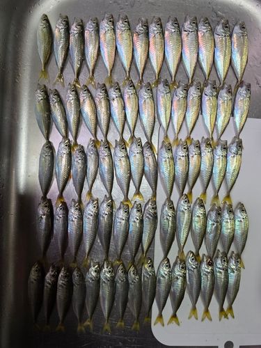 アジの釣果