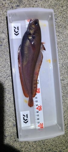 ドンコの釣果