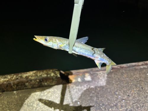 カマスの釣果