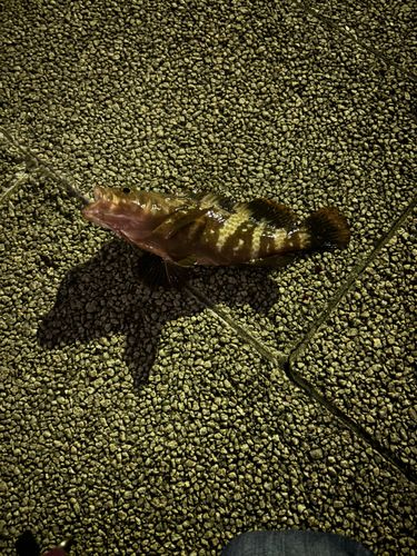 キジハタの釣果