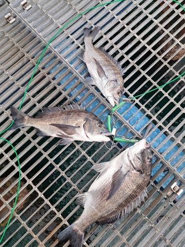 チヌの釣果