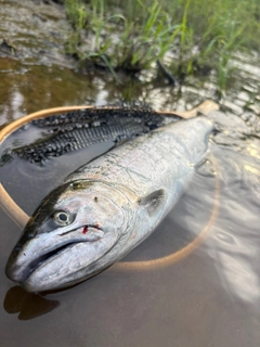 サクラマスの釣果