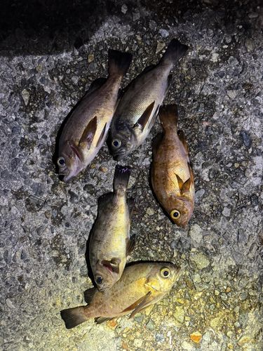 シロメバルの釣果