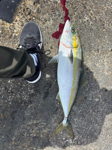 ワラサの釣果