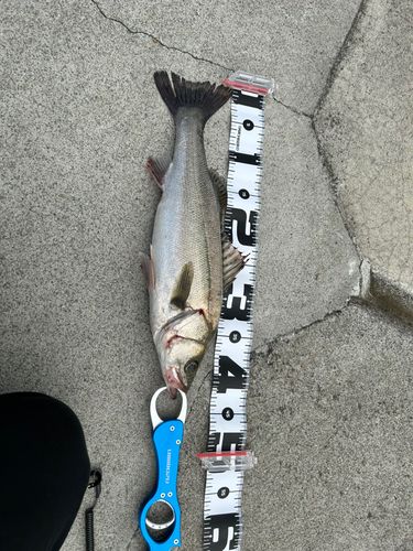 フッコ（マルスズキ）の釣果