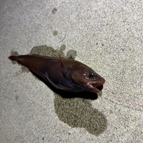 ドンコの釣果