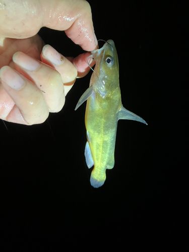 ギギの釣果