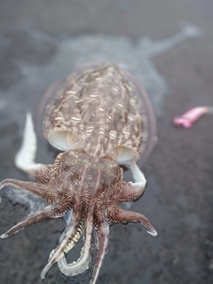 モンゴウイカの釣果