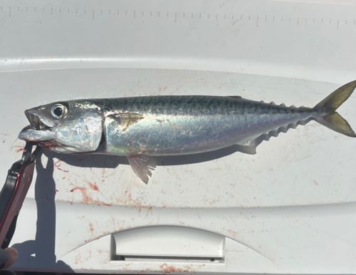 サバの釣果