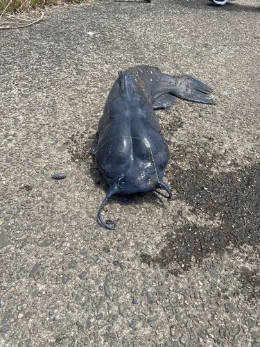 アメリカナマズの釣果