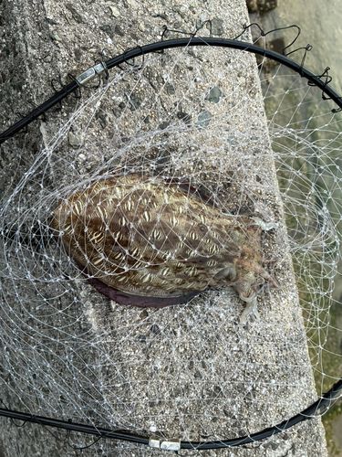 コウイカの釣果