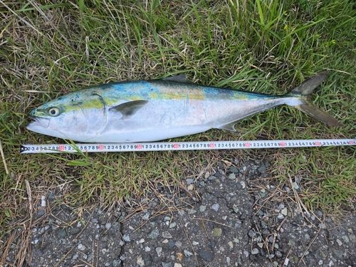 ブリの釣果