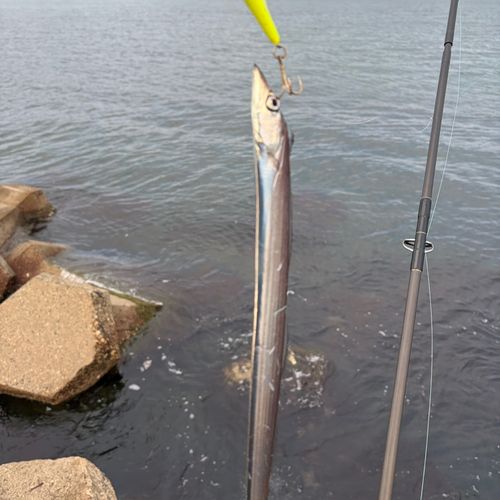 タチウオの釣果
