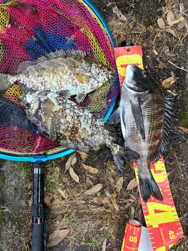 チヌの釣果
