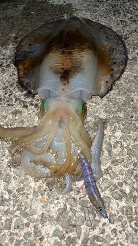アオリイカの釣果