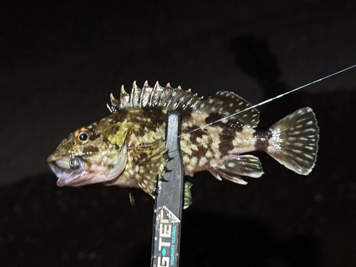 カサゴの釣果