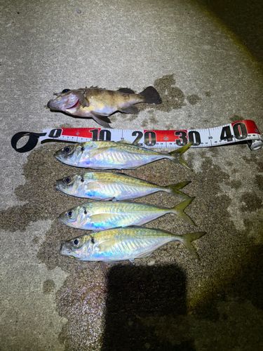 アジの釣果